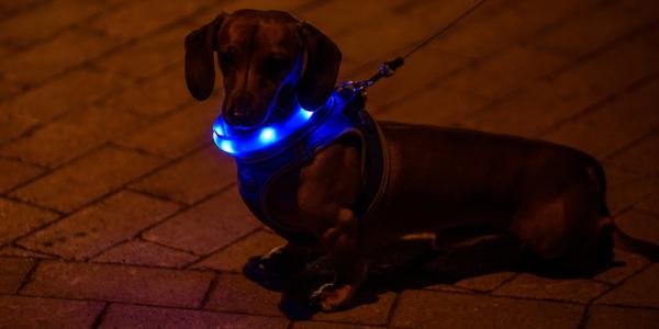 Light Up Collars Harnesses For Dogs At Night Preventive Vet